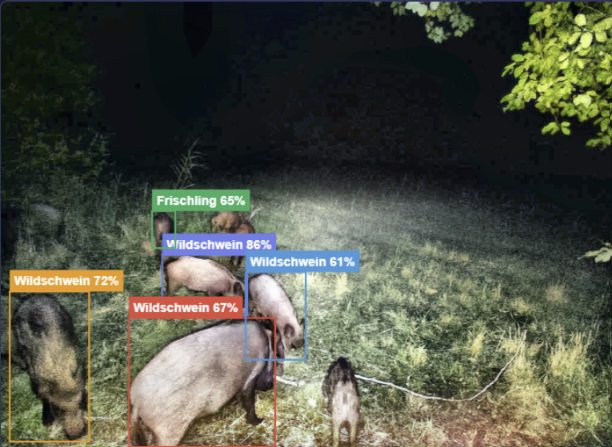 KI erkennt Wildschweine und Frischlinge mit Konfidenzwerten