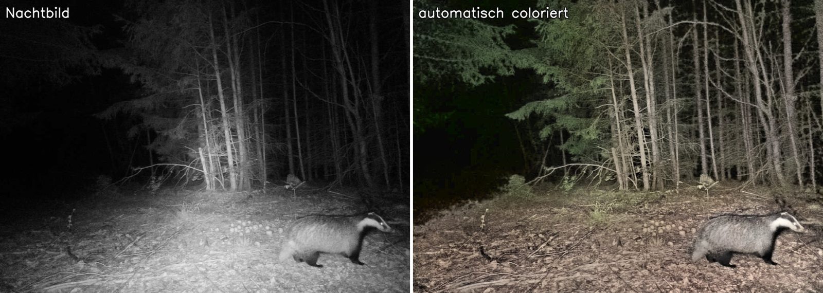 Dachs im Fichtenwald: Nachtbild und automatisch coloriertes Bild