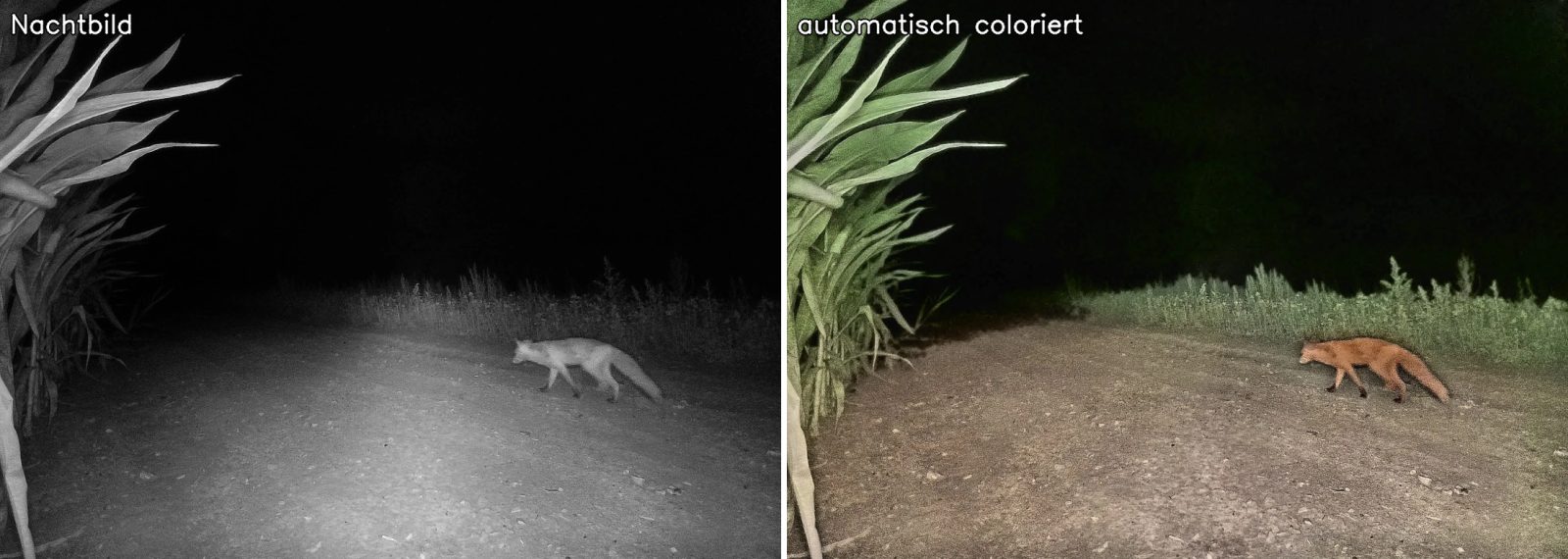 Rotfuchs: Nachtbild und automatisch coloriertes Bild