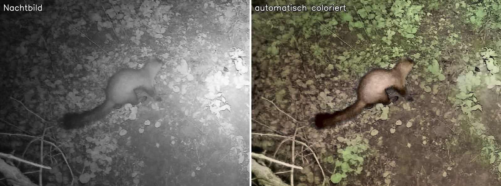 Steinmarder: Nachtbild und automatisch coloriertes Bild