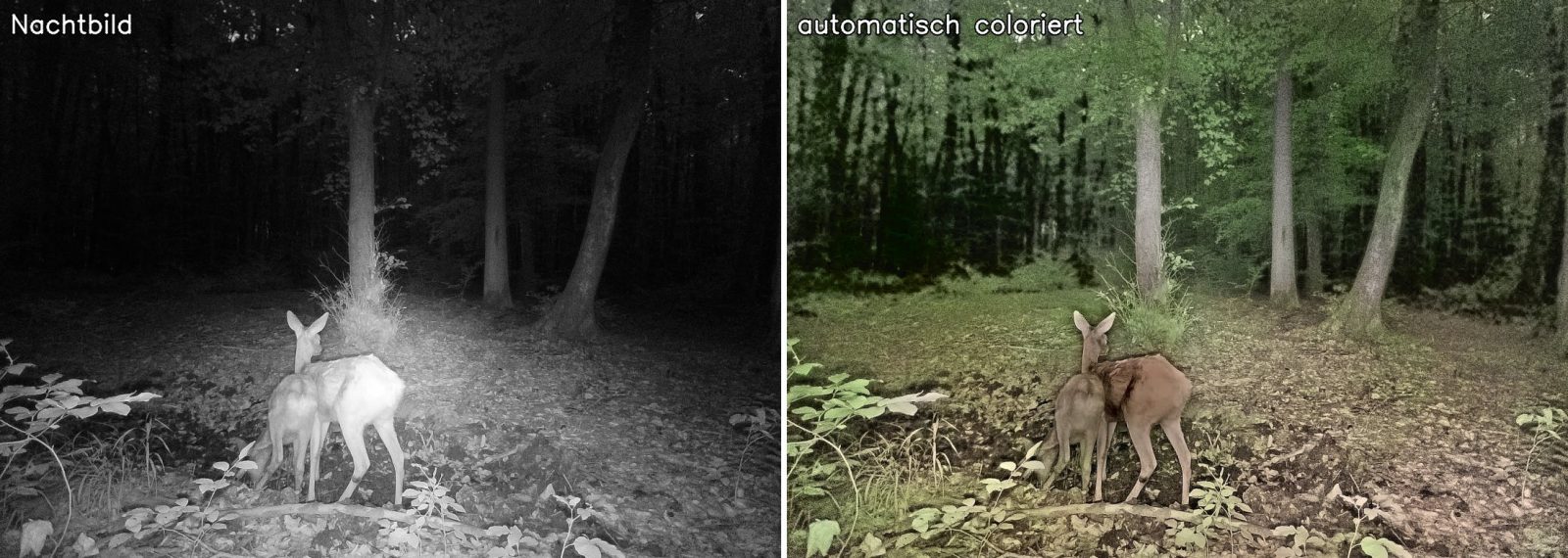 Rehe im Buchenwald: Nachtbild und automatisch coloriertes Bild