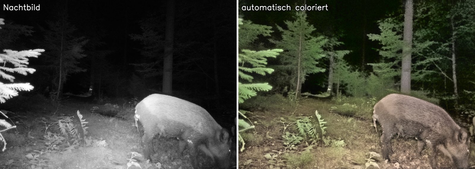Wildschwein: Nachtbild und automatisch coloriertes Bild